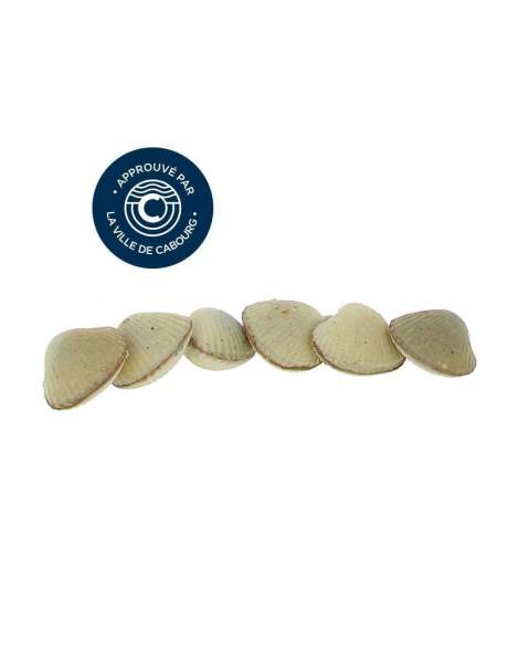 Réglette de 6 coques