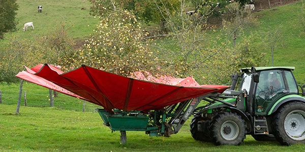 Rammassage des pommes à cidre dans un verger dans le Pays d'Auge